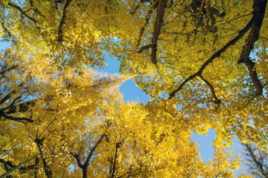 在花园里的银杏树照片