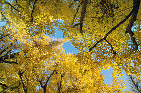 在花园里的银杏树照片