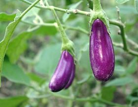 茄子花园蔬菜图片