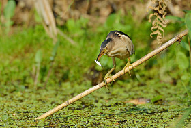 小卤水 (小 minutus)
