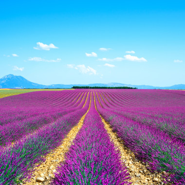 熏衣草花開(kāi)的字段無(wú)休止的行。valensole 普羅旺斯