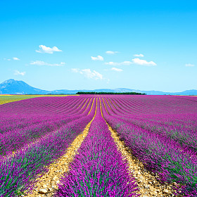 熏衣草花开的字段无休止的行。valensole 普罗旺斯