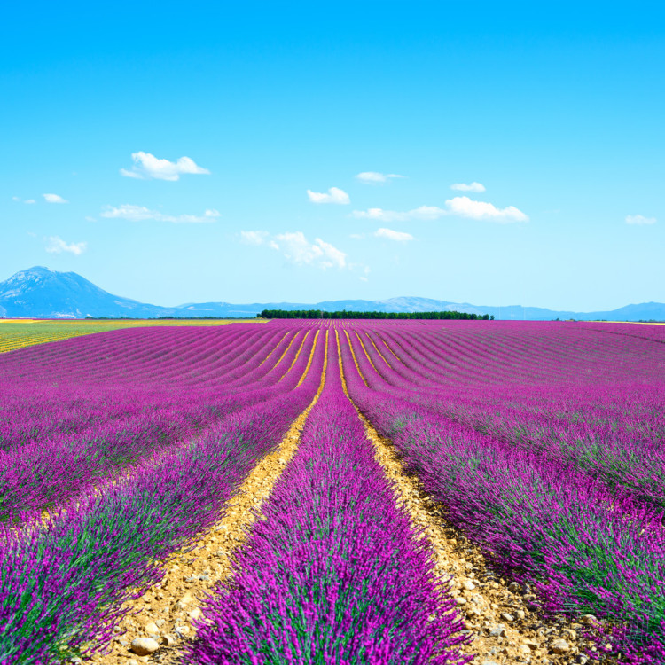 熏衣草花開的字段無休止的行。valensole 普羅旺斯