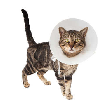 貓咪穿醫(yī)療錐