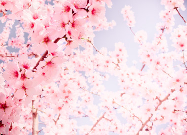 開花圖片
