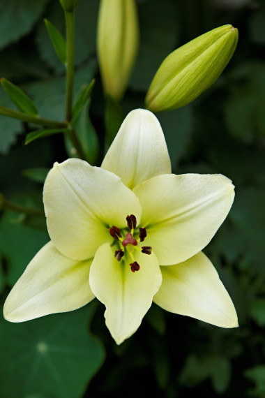在綠色背景上的白花百合