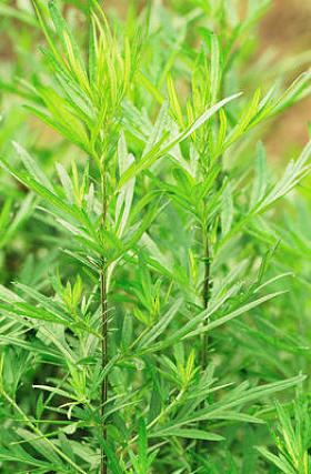 艾蒿植物
