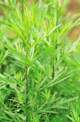 艾蒿植物