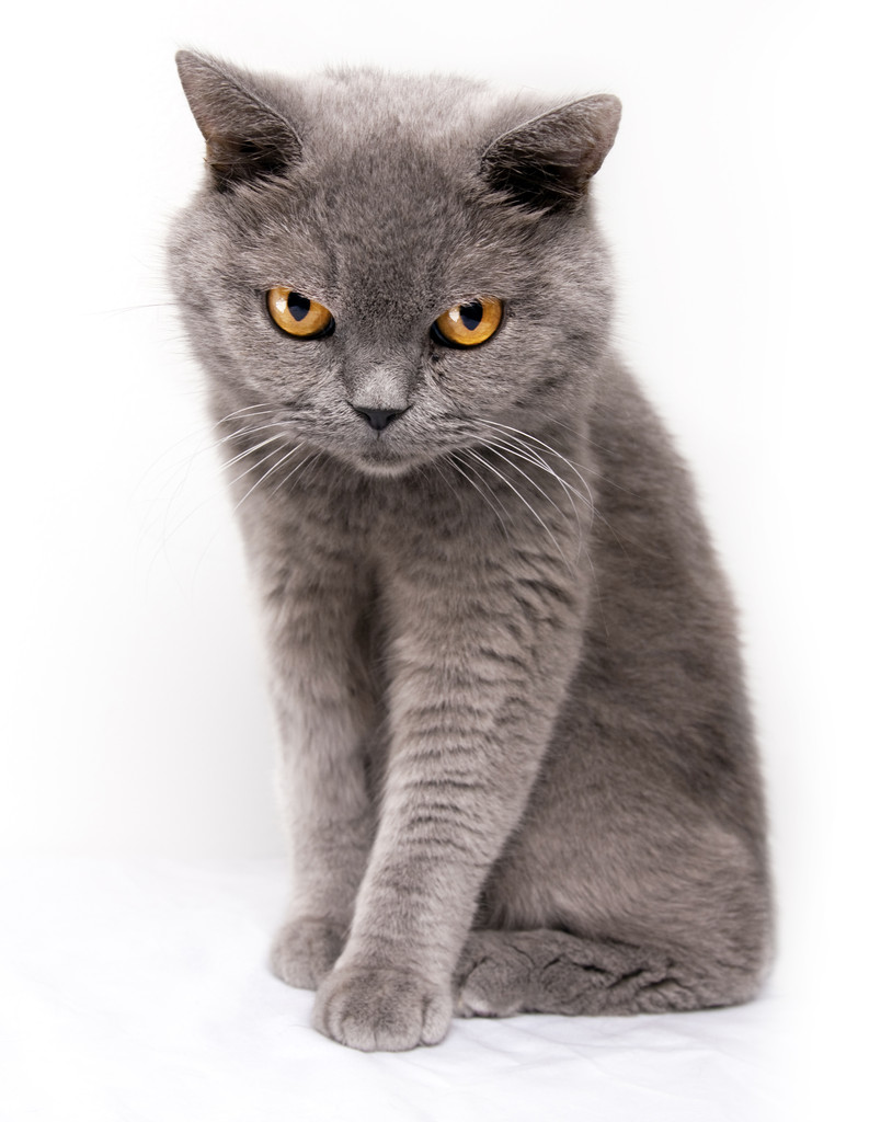 猫肖像图片 猫肖像图片