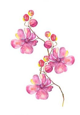 兰花花环