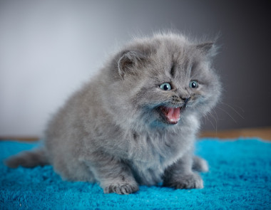 英國(guó)的長(zhǎng)頭發(fā)的小貓