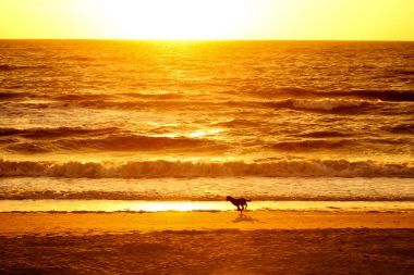狗在海灘上運行圖片
