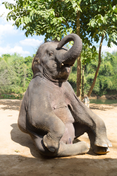 elefant 坐圖片