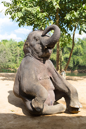 elefant 坐图片