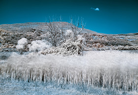 红外线 (ir) 景观与死树和芦苇
