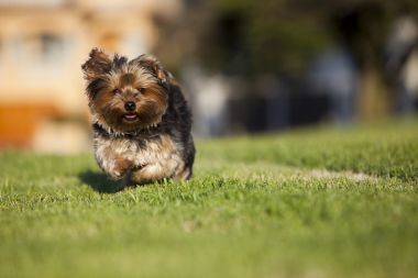 Welpe Lauft puppy luck