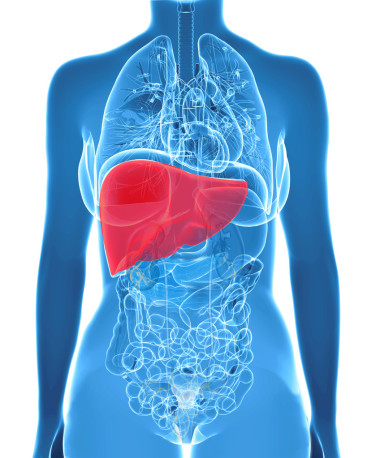 在 x 射線視圖中人類肝臟的解剖