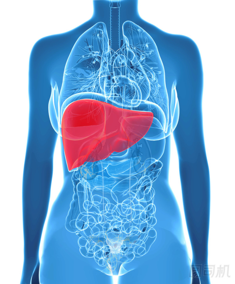 在 x 射線視圖中人類肝臟的解剖