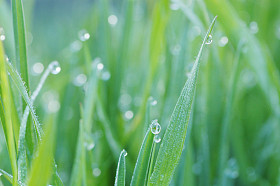 草滴背景