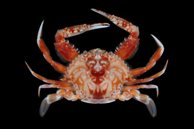 Monomiah Haniai