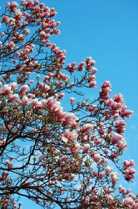 美丽的木兰图片