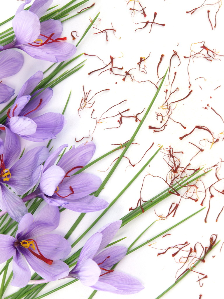 藏红花鲜花