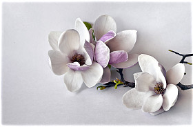 白玉兰花图片
