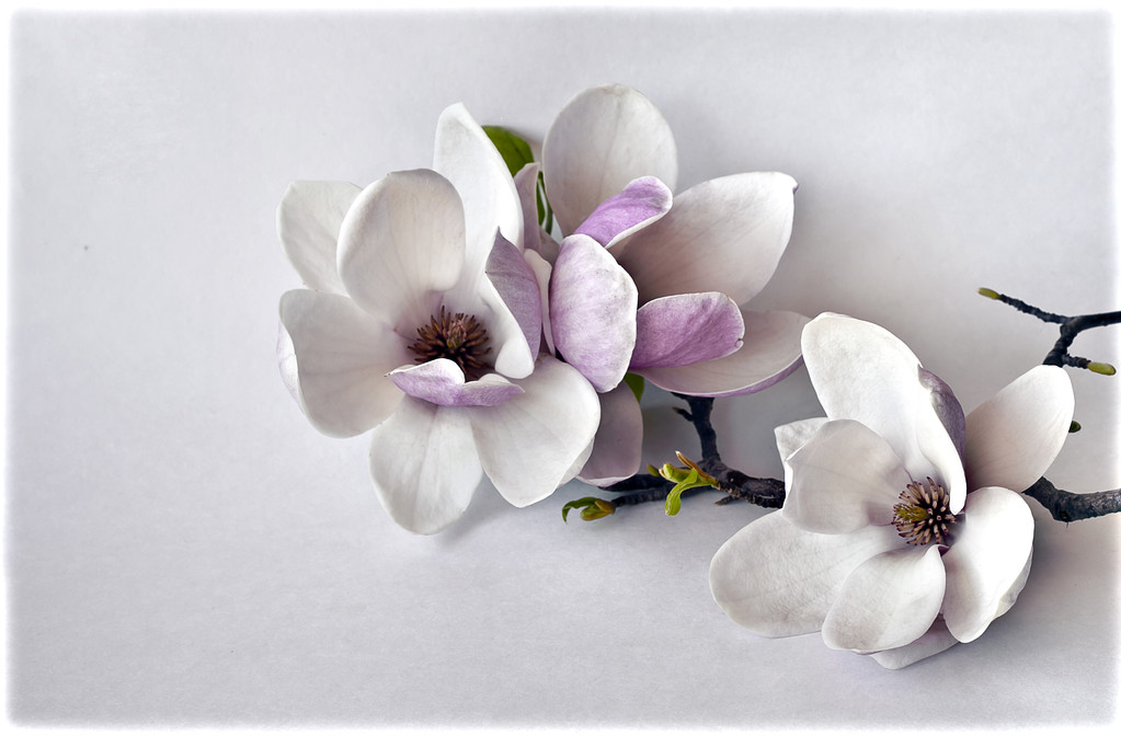 白玉兰花图片 白玉兰花图片