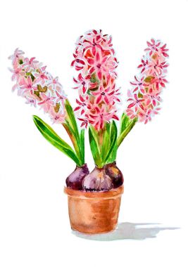 回家插在花瓶里的鲜花。水彩图片