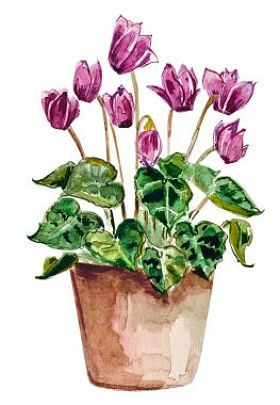 回家插在花瓶里的鲜花。水彩