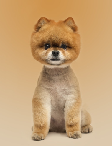 博美犬狗坐著看著照相機(jī)上一個(gè)橘黃色的學(xué)士學(xué)位