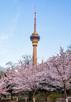 樱花图片