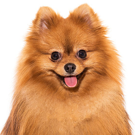 可爱毛茸茸的斯皮茨