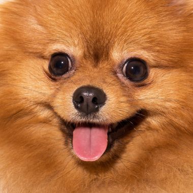 可爱毛茸茸的斯皮茨图片