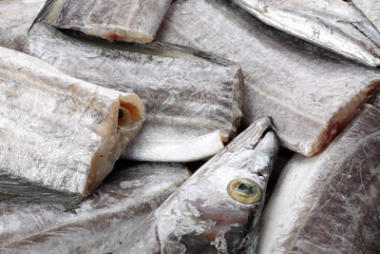 帶魚(yú)圖片