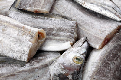 帶魚圖片