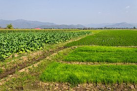烟草植物、 稻田、 玉米图片