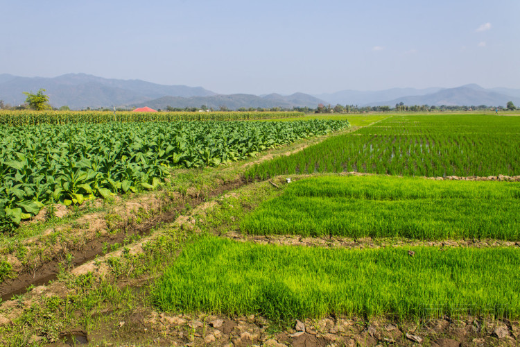 煙草植物、 稻田、 玉米圖片