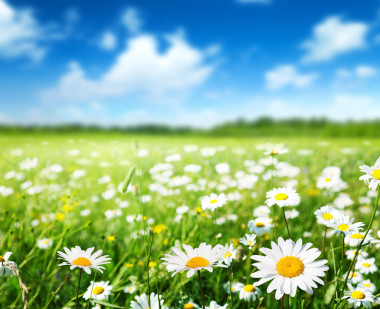 雛菊花的領(lǐng)域