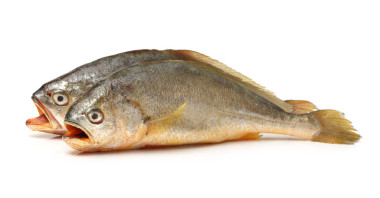 黃花魚