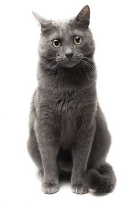 一个人坐在被隔绝的白色背景的灰猫