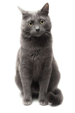 一个人坐在被隔绝的白色背景的灰猫
