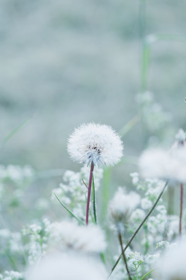 小夏天蒲公英