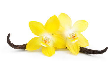 香草豆荚和孤立的花图片