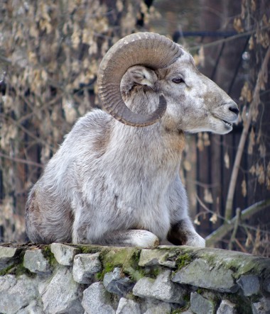 盤(pán)羊或上山放羊