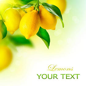 柠檬。成熟的柠檬挂在一棵柠檬树上。越来越多的柠檬