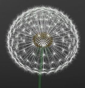 蒲公英图片