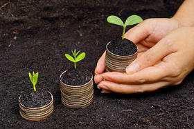 长在树上的硬币图片