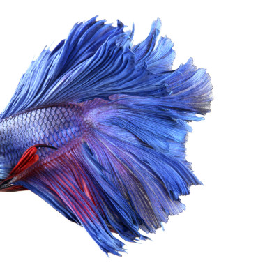 關(guān)于魚(yú)的身體，藍(lán)色暹羅斗魚(yú)-斗魚(yú)運(yùn)化特寫(xiě)