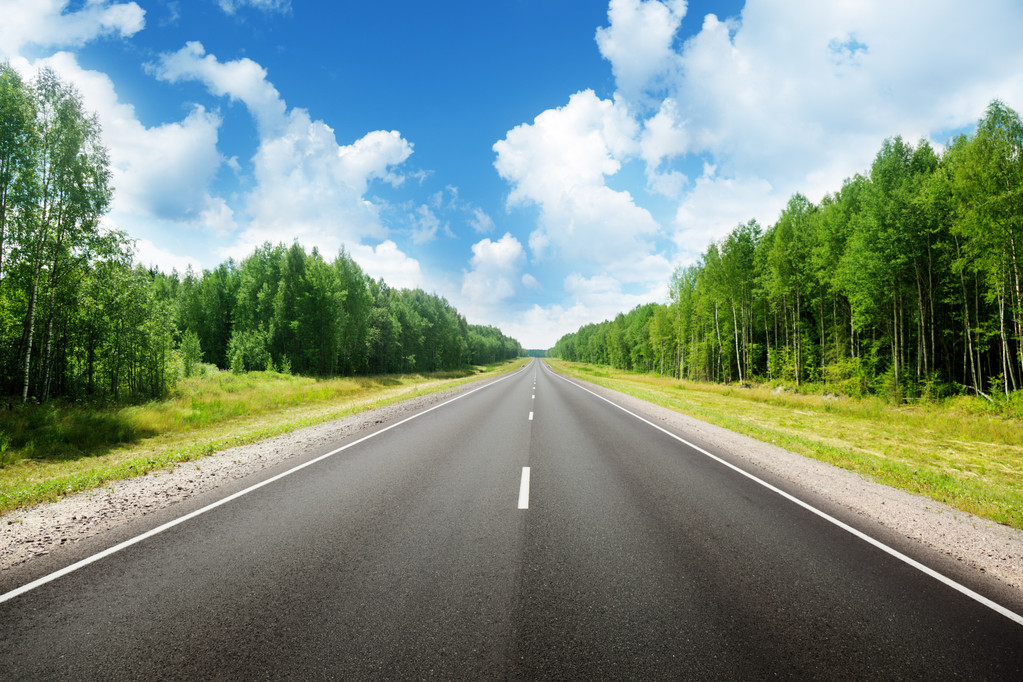 在森林里的路 在森林里的路